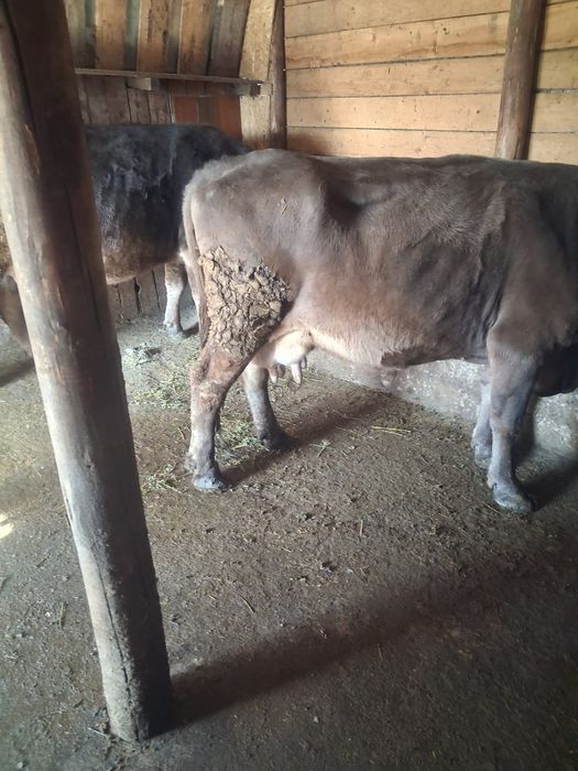 Vand 2 vaci foarte bune