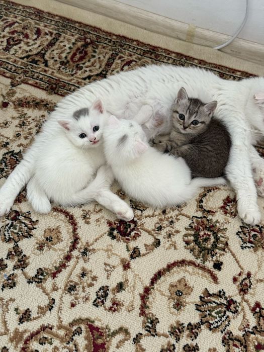 Шотландские красавицы