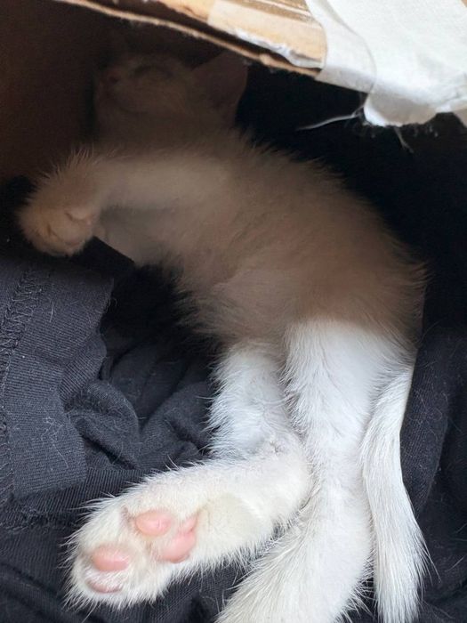 Котенок бесплатно