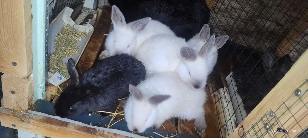 Ona quyon bolalari bn