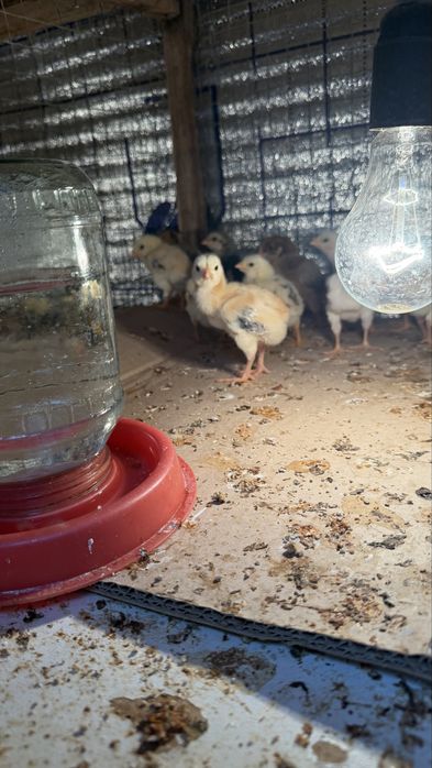 Дакан жужалар тоза зот