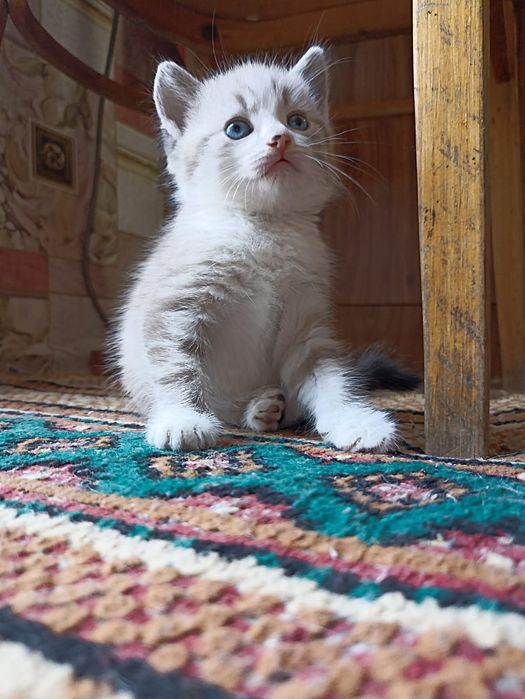 Отдаю котят в добрые руки.