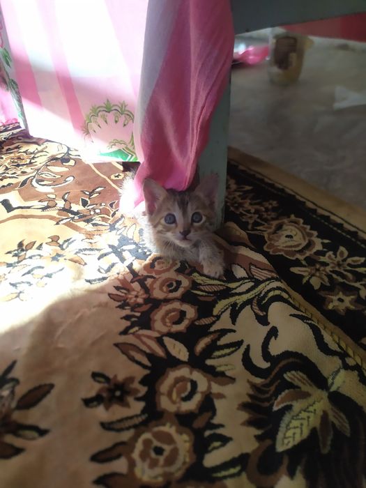 Отдам даром котику месяц 1 недели