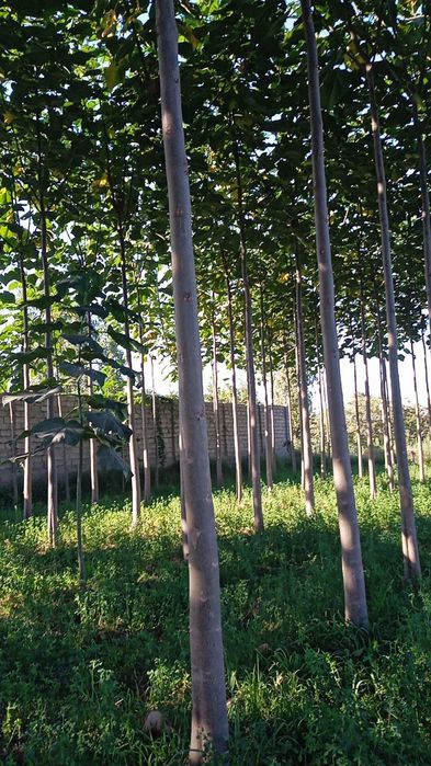 Павлония дунёда энг тез усувчи дарахт кучатларини сотамиз