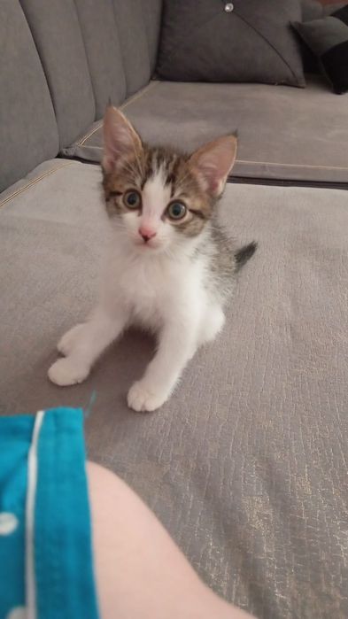Отдам котят в добрые руки.