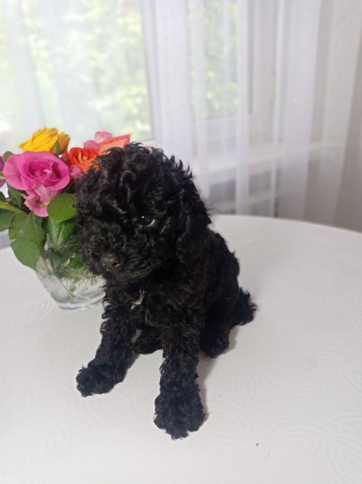 Продам щенка пудель.