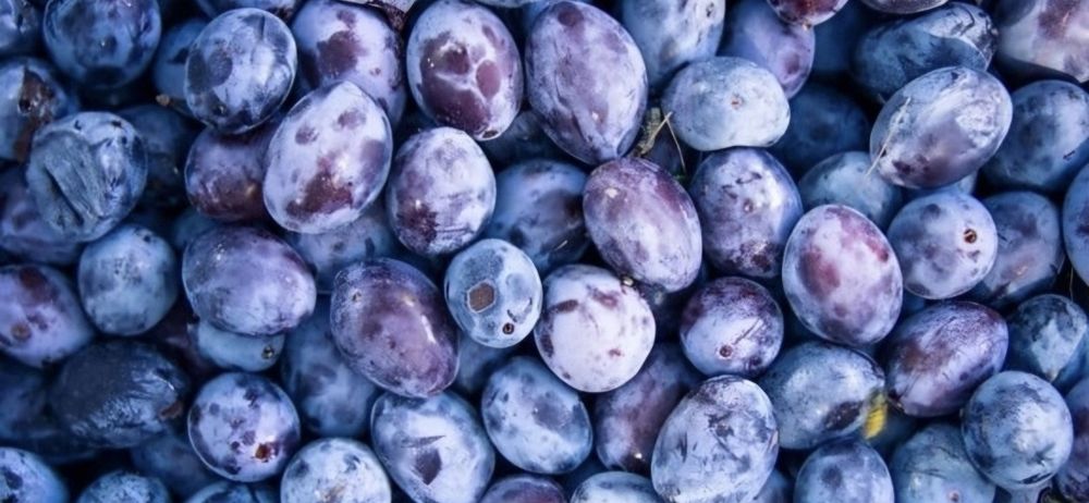 Vand prune tuica