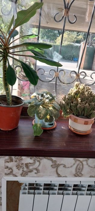 Большие домашние цветы