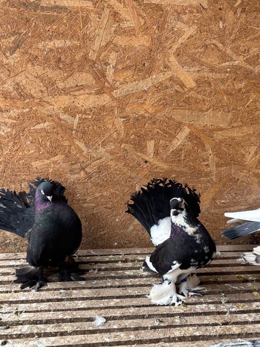 Rostow porumbei                .