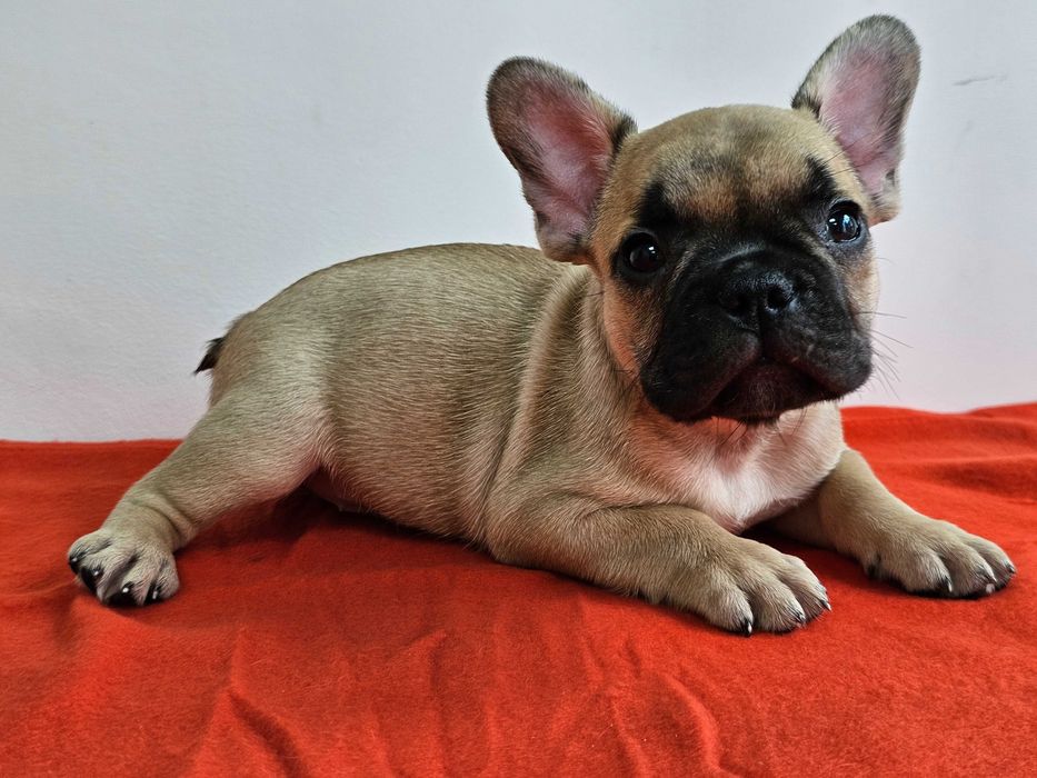 Femela Bulldog francez