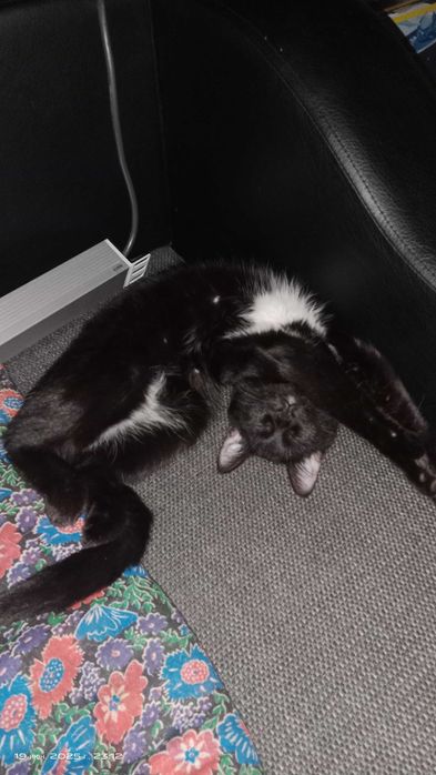 Кошка в добрые руки