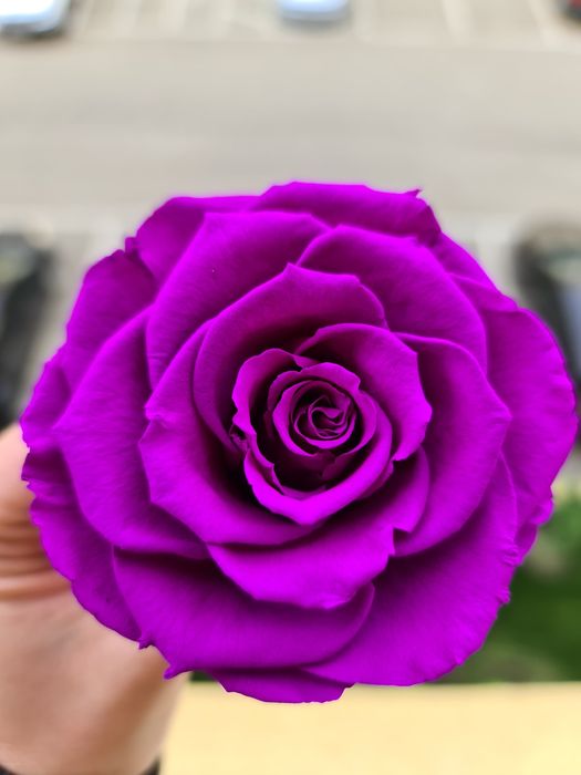 Trandafir criogenat + cutie