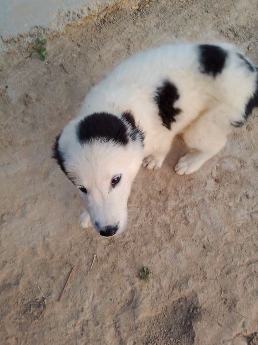 Alabay kuchukcha sotiladi