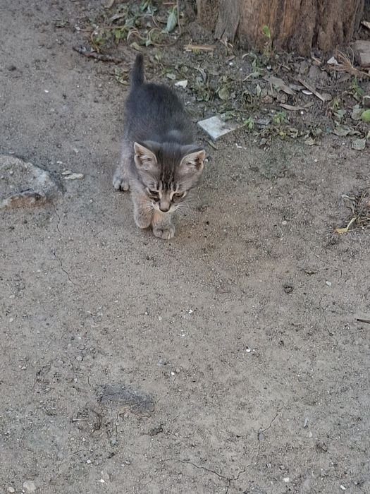 3 pisicei draguti cauta stapan