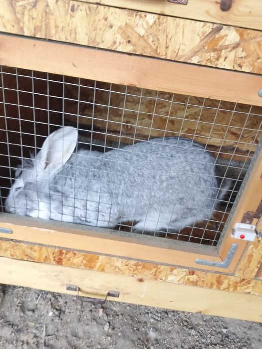 Куëнларимиз сотилади