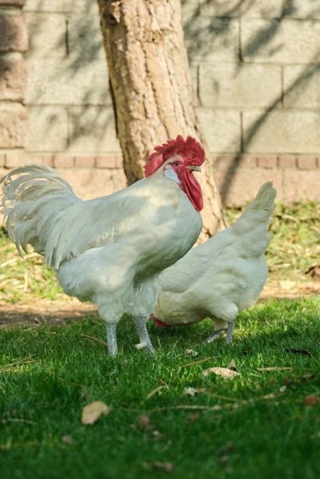 Продам курей Бресс гальская