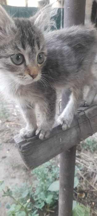Котенок серенький