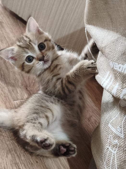 Шотладские котята мальчики