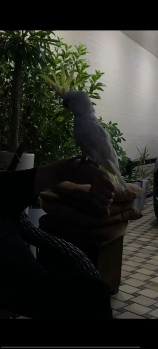 Toti qush kakadu 7-8ta soz gapiradi qo'lga o'rgangan musiqaga o'ynaydi