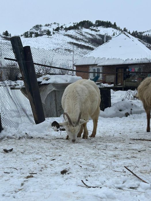 Продам Зааненскую козу