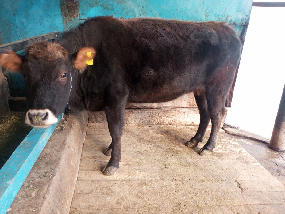 Продам жирную телку, корову