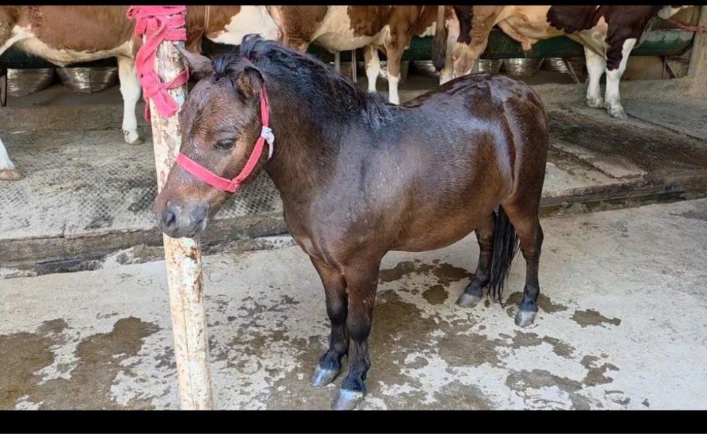 Poni srochna sotilad