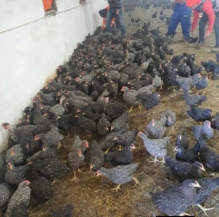 Puii de carne și rasă mixtă