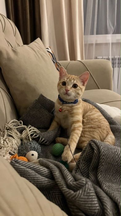 Игрывый Умный Котенок