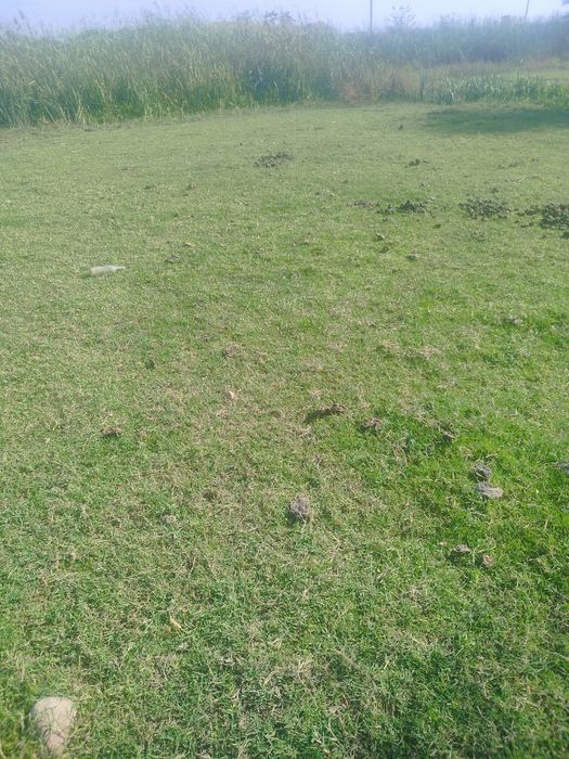 Tabiiy chim va ajriq