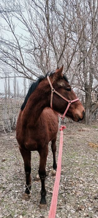 Ассалаумағалейкум тай құнпн шығар