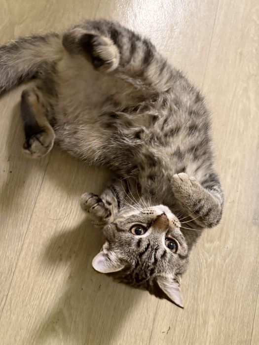 Котята домашние , только девочкиии