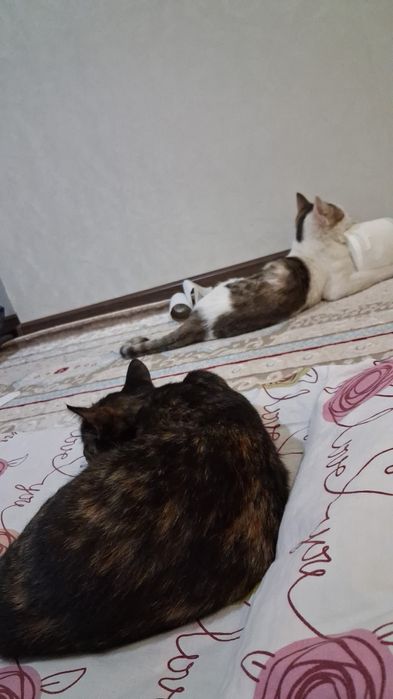 Бесплатно отдам кошек