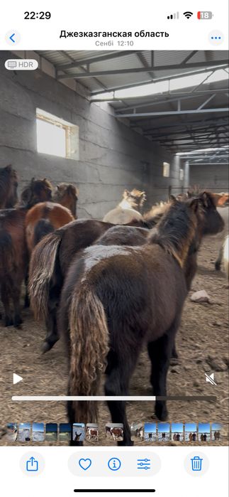 Жабағылар сатылады