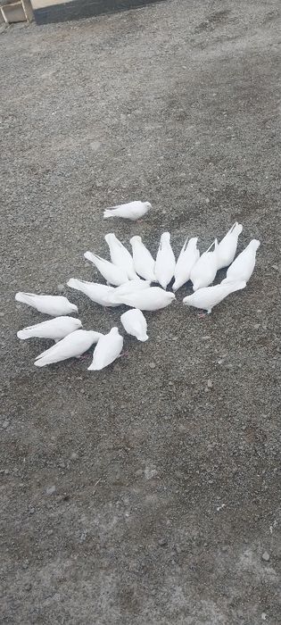 Бакинский Лысый Белый