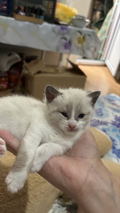 Продам игривых  котят …