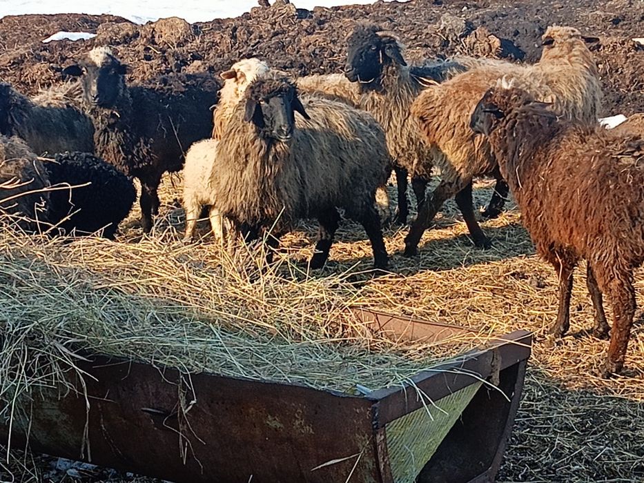 Продам овечек на развод.