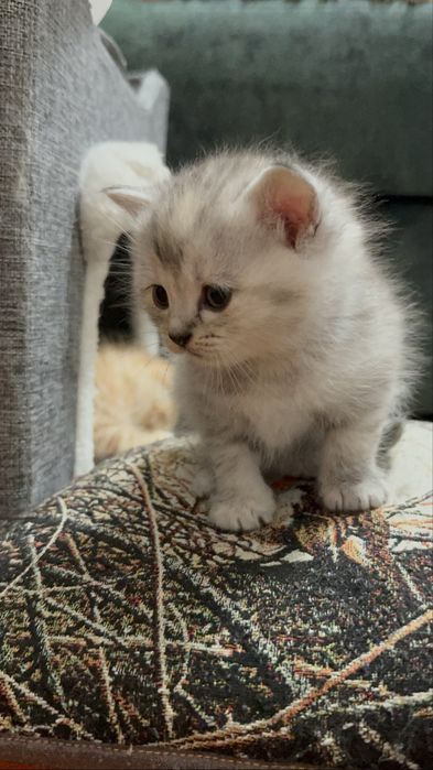 Вислоухие котята