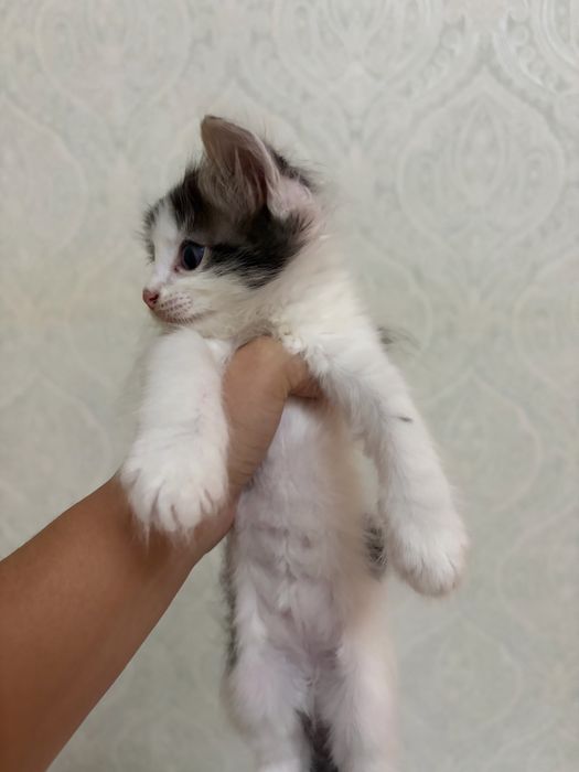 Котята возраст 1 месяц