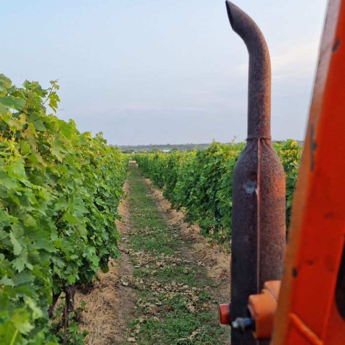 Vand Struguri pt vin