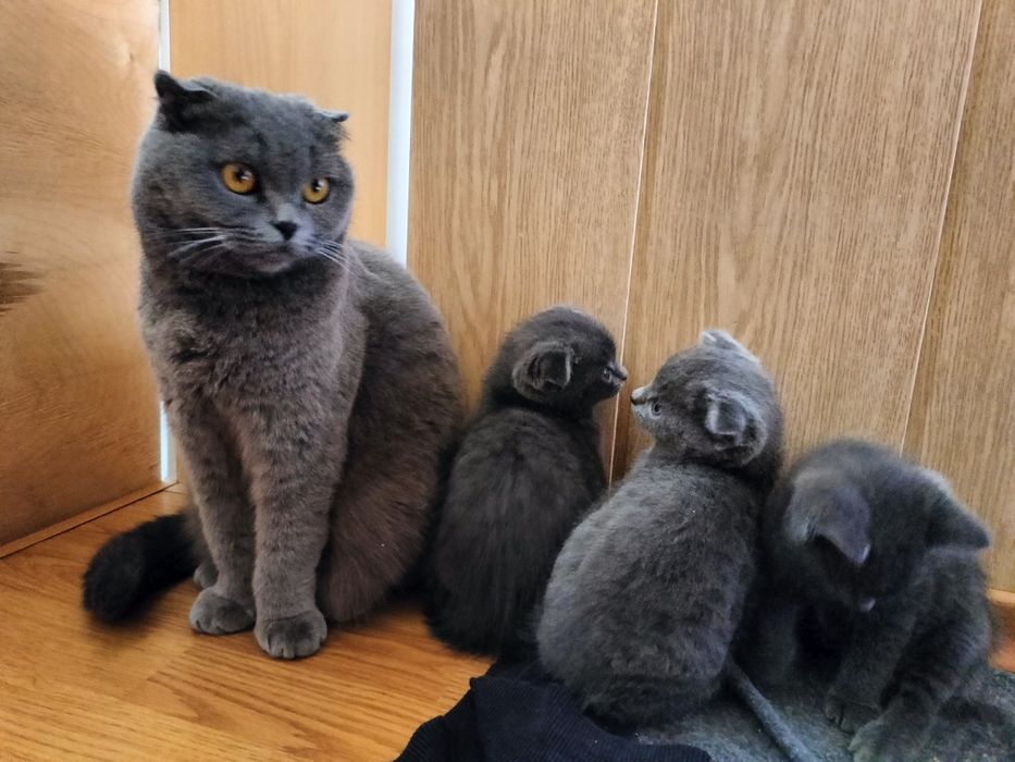Шотландские котята