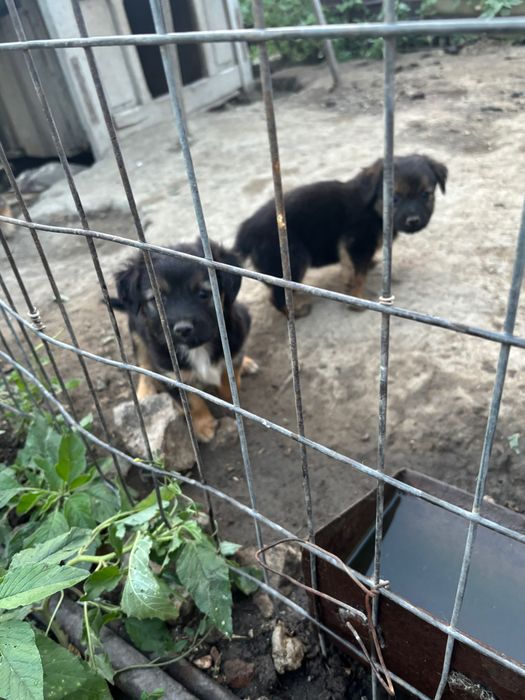 Caini spre adopție