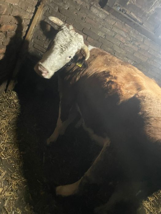 Vaca Baltata Romaneasca