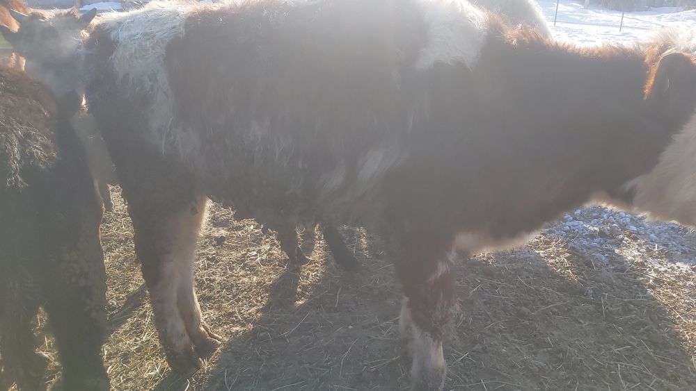 Продам бычка  11 месяцев