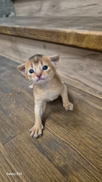 Абиссинские котята