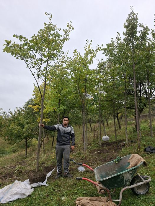 Mesteacan alb, tei argintiu, stejar verde, platani, frasin