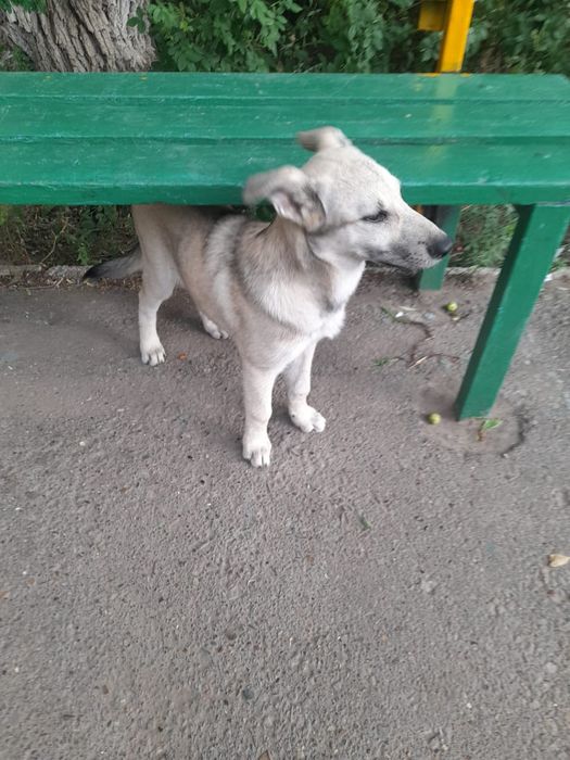 Собака в добрые руки