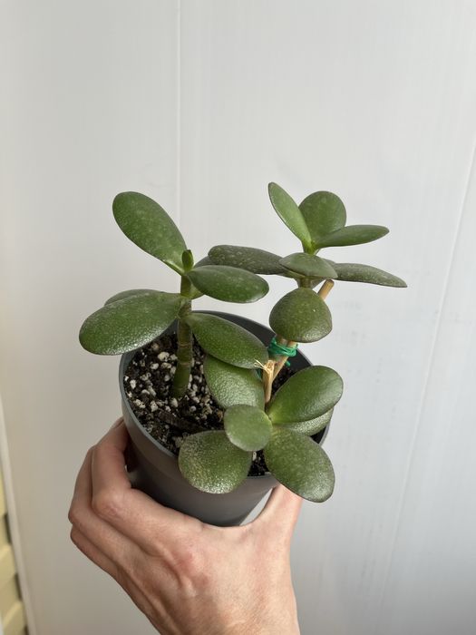 Цветы комнатные от 500т