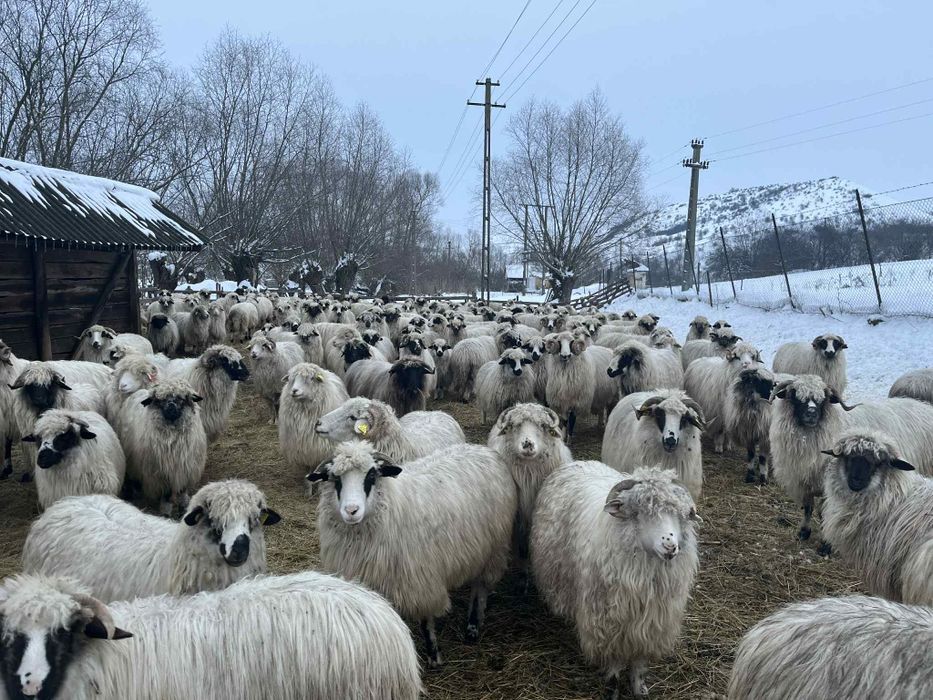 Vând 170de oi  gestante   unele  fătate și  30 de cărlani