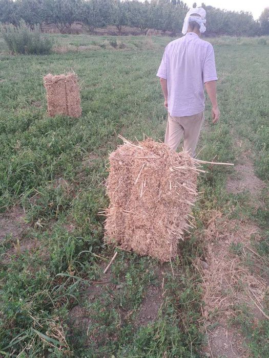 Беда прес 12 мингдан сотилади 1 чи урим Тошкент вилояти Бука тумани