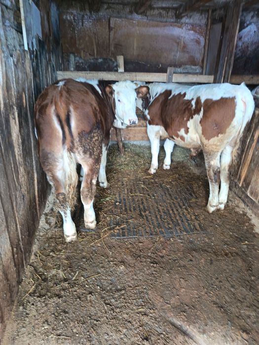 Vând marfa buna crescuta bio doi masculi și două femele